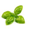 Basilic