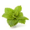 Feuilles de menthe