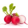 Radis roses
