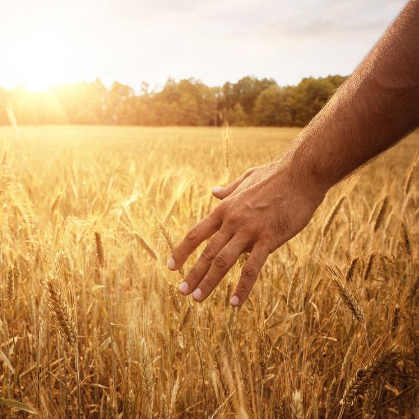 Savoir Faire Francais